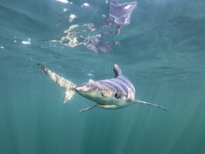 Une touriste meurt dans une attaque de requin au large des Canaries