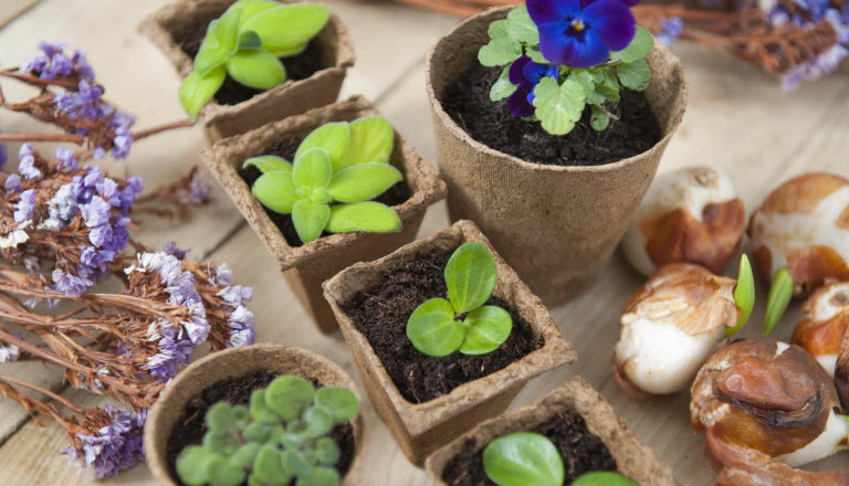 Que faire dans votre jardin en mars ? Cinq petits travaux à réaliser